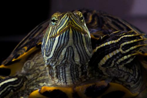 picture of Red Ear Slider Turtle 4-6