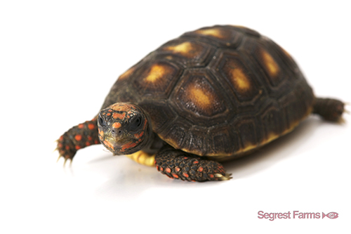 picture of Red Foot Tortoise 4-5