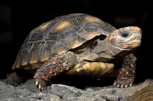 picture of Red Foot Tortoise 10-12