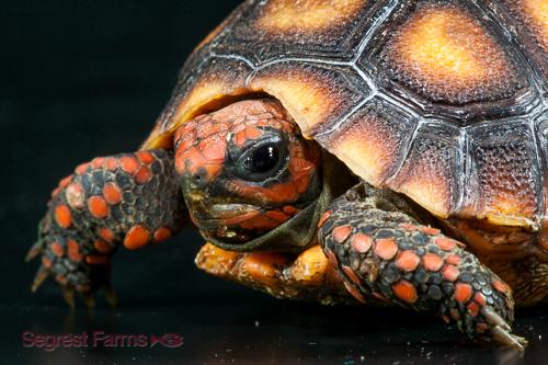 picture of Redfoot Cherryhead Tortoise CBB 4-5