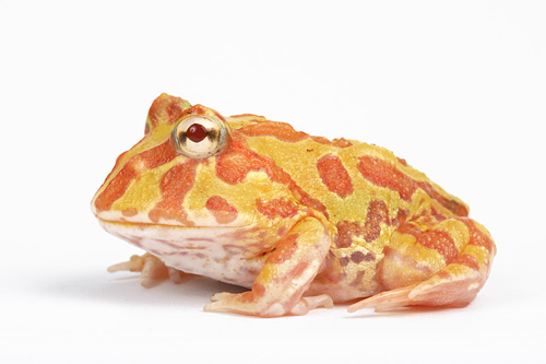 picture of Albino Pac Man Frog Sml                                                                              Ceratophyrs cranwelli