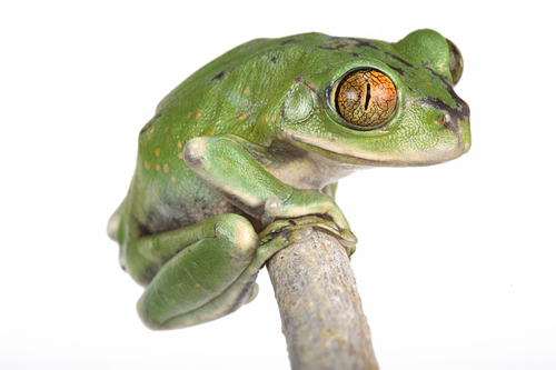 picture of Big Eye Tree Frog Med                                                                                Leptopelis vermiculatus