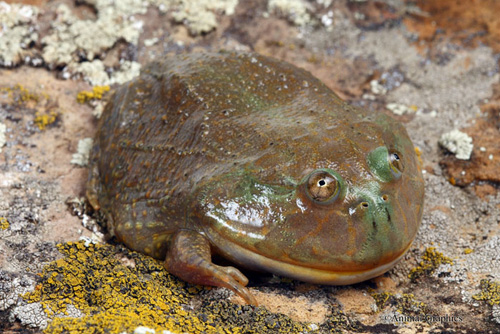 picture of Budgett Frog Lrg                                                                                     Lepidobatrachus laevis