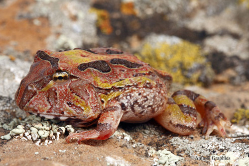 picture of Fantasy Horned Frog Sml                                                                              Ceratophrys cornuta x Ceratophrys cranwelli