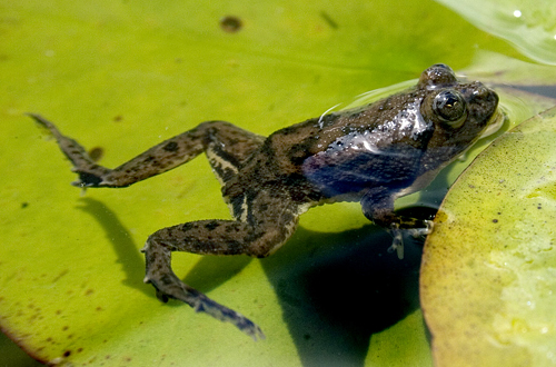 picture of Floating Spotted Frog Med                                                                            Occidozyga lima
