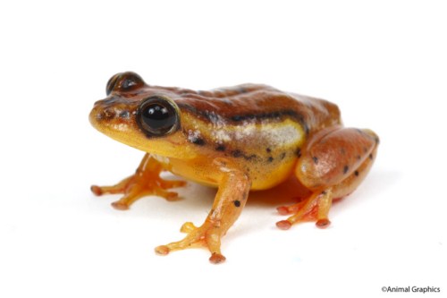 picture of Golden Sedge Reed Frog Sml                                                                           Hyperolius concolor