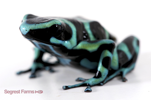 picture of Green & Black Poison Dart Frog Sml                                                                   Dendrobates auratus