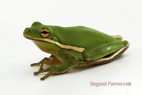 picture of Green Tree Frog Med                                                                                  Hyla cinerea