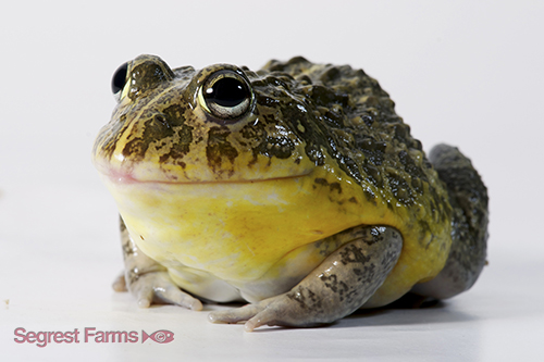 picture of Pixie Frog Sml                                                                                       Pyxicephalus adspersus