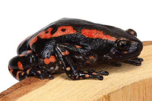 picture of Red & Black Walking Frog Med                                                                         Phrynomerus bifascia