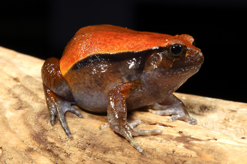 picture of Tomato Frog Sml                                                                                      Dyscophus insularis