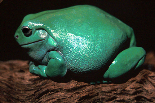 picture of White's Tree Frog Xlg                                                                                Litoria caerulea