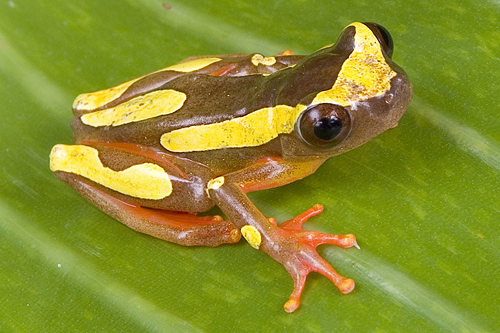 picture of Clown Tree Frog Sml                                                                                  Dendropsophus leucophyllatus