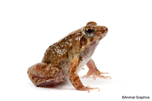 picture of Shovelnose Frog Sml                                                                                  Hemisus mormoratus