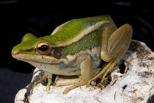 picture of Asian Grass Frog Sml                                                                                 Hyla erythraea