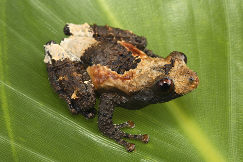 picture of Bird Poop Frog Sml                                                                                   Theloderma asperum