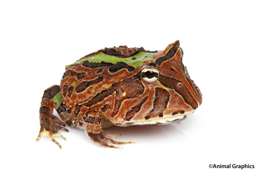 picture of Green/Tricolor Fantasy Horned Frog Sml                                                               Ceratophrys cranwelli