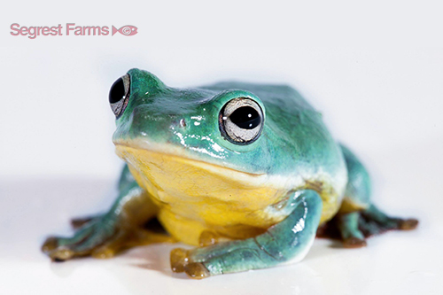 picture of Blue Giant Gliding Tree Frog Sml                                                                     Rhacophorus dennysi