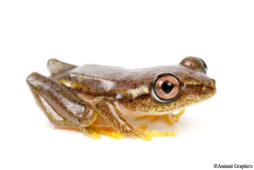 picture of Madagascar Reed Frog Sml                                                                             Hyperolius sp.