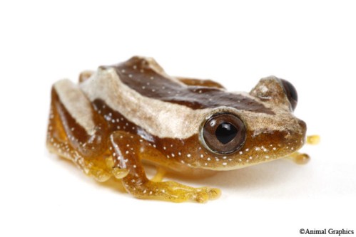 picture of Banana Reed Frog Sml                                                                                 Afrixalus fornasinii