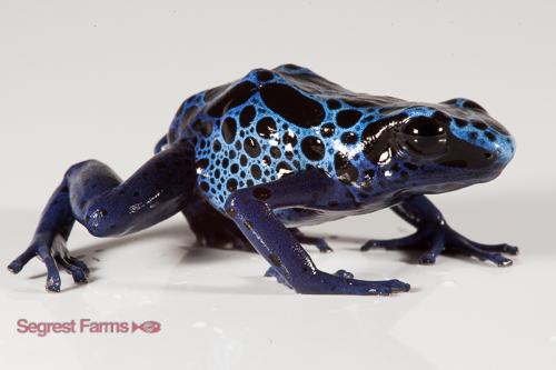 picture of Blue Azureus Poison Dart Frog Sml                                                                    Dendrobates azureus