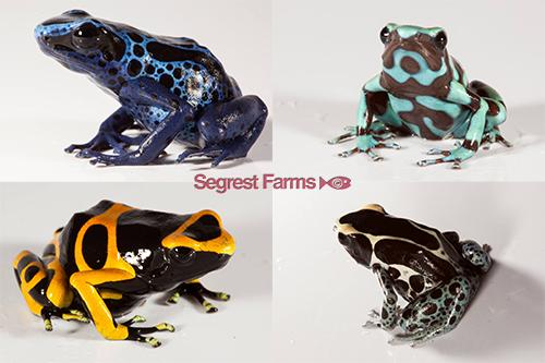 picture of Assorted Poison Dart Frog Sml                                                                        Dendrobates sp.