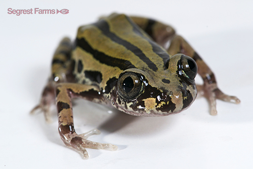 picture of Tiger Leg Frog Sml                                                                                   Kassina senegalensis