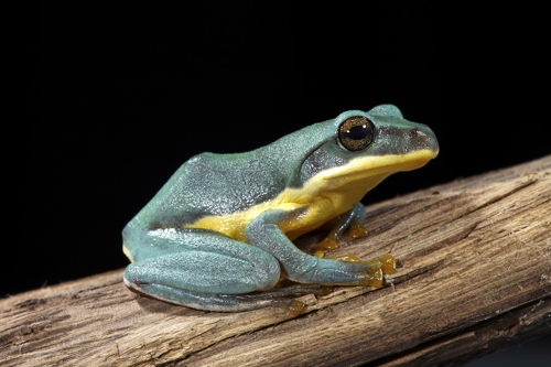 picture of Blue Chinese Tree Frog Sml                                                                           Hyla chinensis