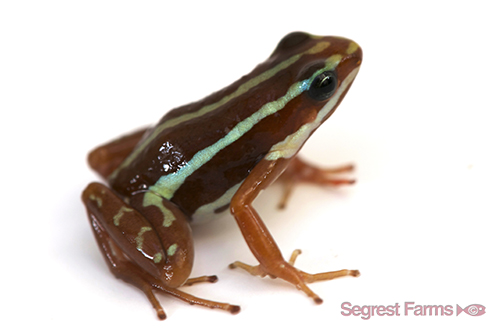 picture of Anthony's Poison Dart Frog Sml                                                                       Epipedobates anthonyi