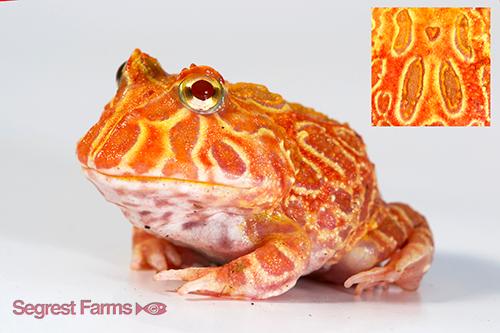 picture of Strawberry Pineapple Pac Man Frog Sml                                                                Ceratophyrs cranwelli