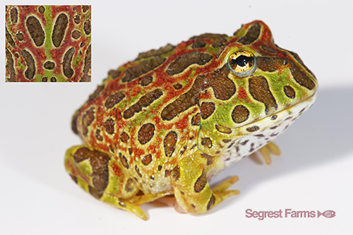 picture of High Red Ornate Horned Frog Sml                                                                      Ceratophrys ornata