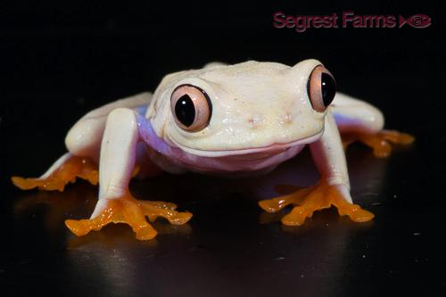 picture of Albino Red Eyed Tree Frog Sml                                                                        Agalychnis callidryas