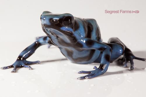 picture of Blue & Black Auratus Poison Dart Frog Sml                                                            Dendrobates auratus