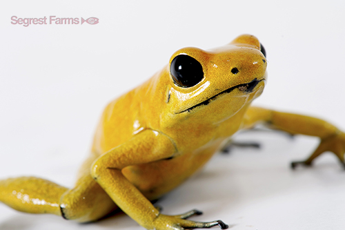 picture of Yellow Terribilis Poison Dart Frog Sml                                                               Phyllobates terribilis 'Yellow'