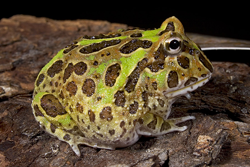 picture of Ornate Horned Frog Sml                                                                               Ceratophrys ornata