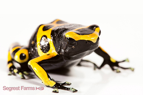 picture of Bumblebee Poison Dart Frog Sml                                                                       Dendrobates leucomelas