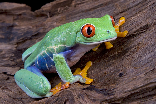 picture of Red Eye Tree Frog Sml CBB                                                                            Agalycnhis callidryas