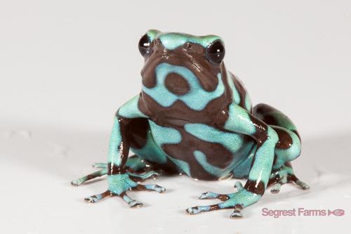picture of Green & Bronze Poison Dart Frog                                                                      Dendrobates auratus
