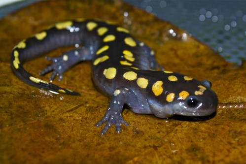 picture of Spotted Salamander Med                                                                               Ambystoma maculatum