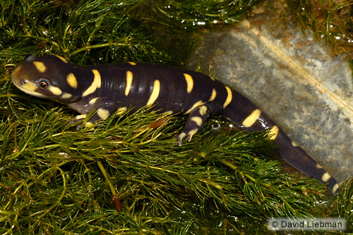 picture of Tiger Salamander Sml                                                                                 Ambystoma tigrinum