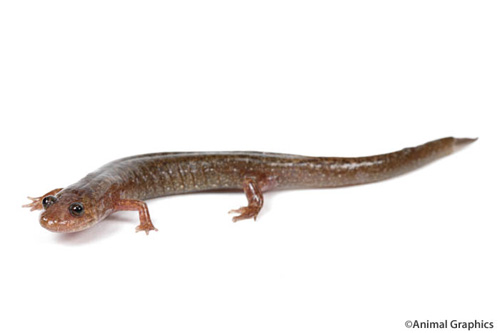 picture of Dusky Salamander Sml                                                                                 Desmognathus sp.