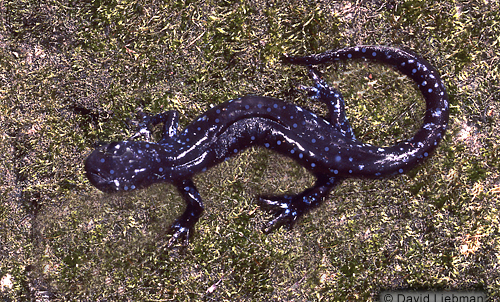 picture of Blue Spotted Salamander Sml                                                                          Ambystoma laterale