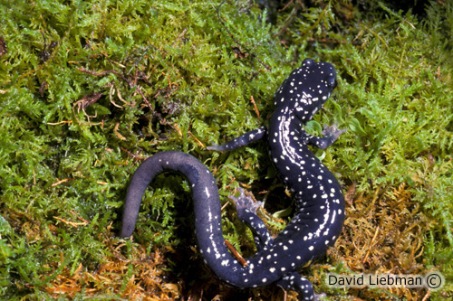 picture of Slimy Salamander Sml                                                                                 Plethodon glutinosus