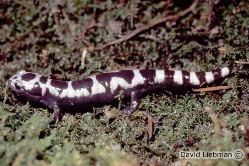 picture of Marbled Salamander Med                                                                               Amblystoma opacum