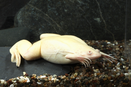 picture of Gold African Clawed Frog Reg                                                                         Xenopus laevis 'Gold'