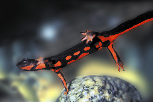 picture of Fire Belly Newt Med                                                                                  Cynops pyrrhogaster