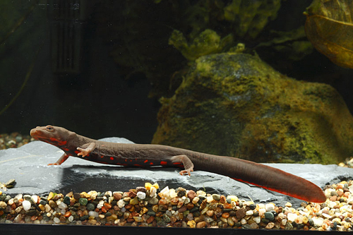 picture of Paddletail Fire Newt Med                                                                             Pachytriton brevipes