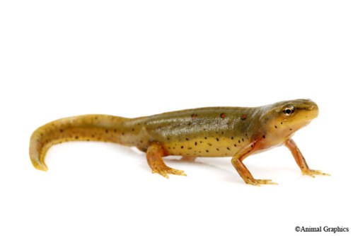 picture of Green Newt M/S                                                                                       Notophthalmus viridescens
