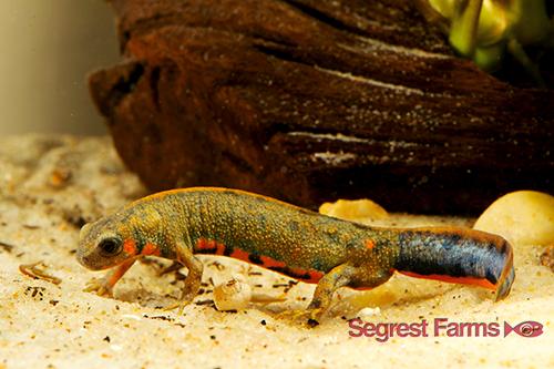 picture of Blue Tail Fire Newt Sml                                                                              Cynops cyanurus