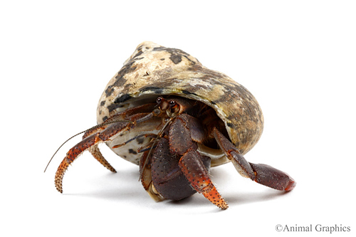 picture of Caribbean Hermit Crab Med                                                                            Coenobita clypeatus